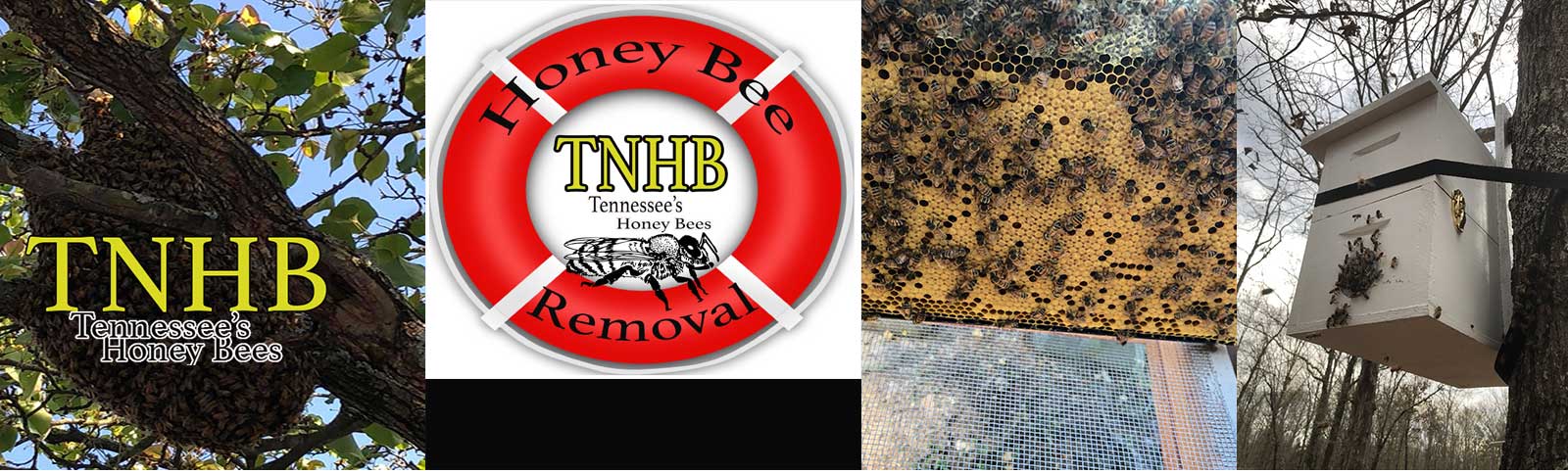 * Tennessees Honey Bees - Swarm Removal Services